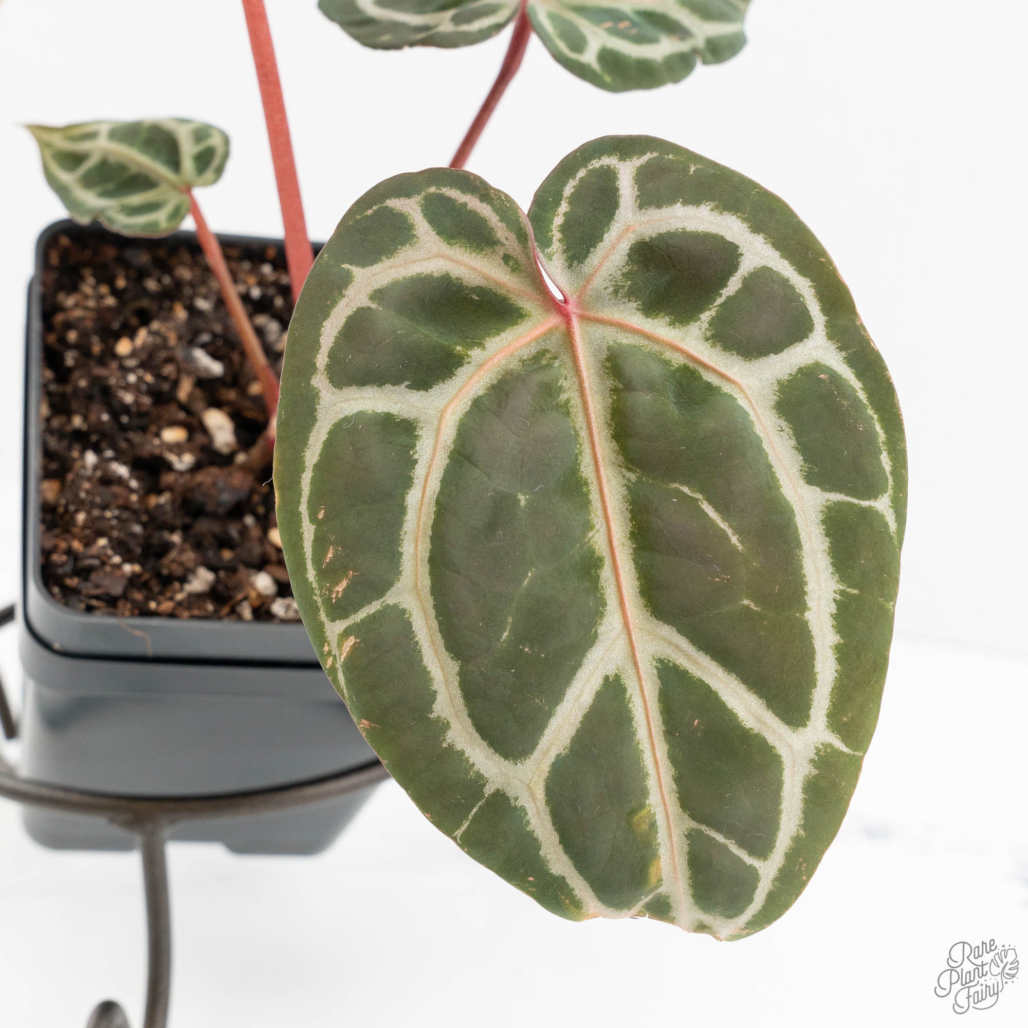 Anthurium Michelle Hot Pink '23' x Zara '14' by DocBlock® (wk14-M