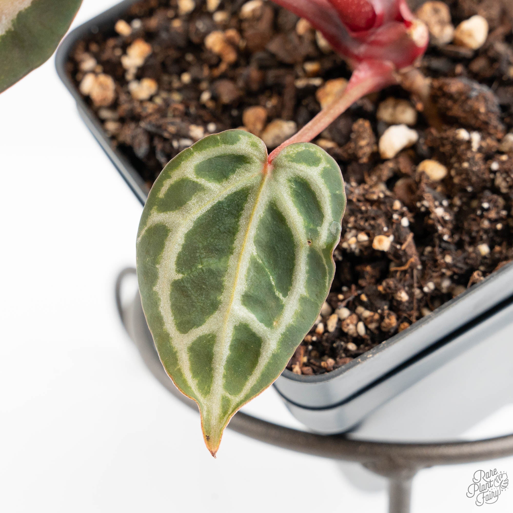 Anthurium Michelle Hot Pink '23' x Zara '14' by DocBlock® (wk14-M