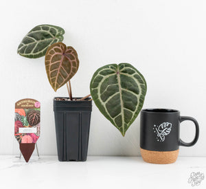 Anthurium Minerva '20'x Michelle Long '22' by DocBlock® (wk13-R)