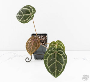 Anthurium Minerva '20'x Michelle Long '22' by DocBlock® (wk13-R)