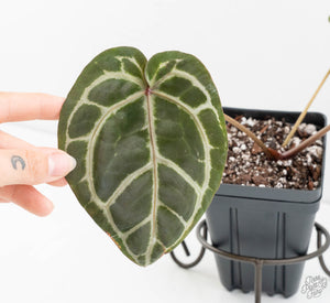 Anthurium Minerva '20'x Michelle Long '22' by DocBlock® (wk13-R)