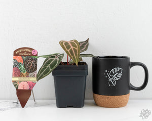 Anthurium Minerva '20' x  Minerva '20' by DocBlock® (wk13-F)