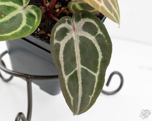 Anthurium Minerva '20' x  Minerva '20' by DocBlock® (wk13-F)