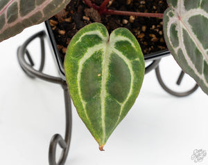Anthurium Minerva '20' x  Minerva '20' by DocBlock® (wk13-F)