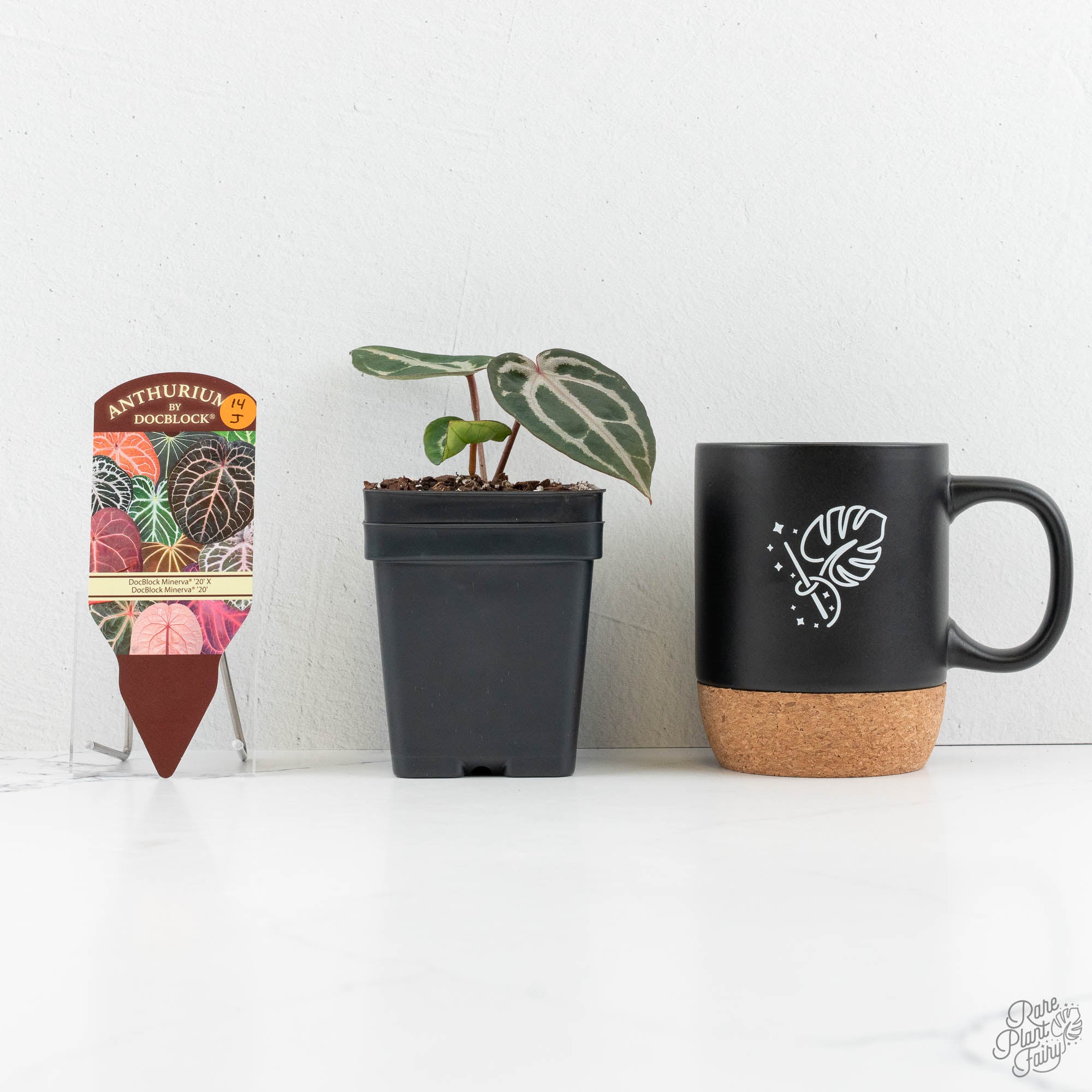 Anthurium Minerva '20' x Minerva '20' by DocBlock® (wk14-J) – Rare