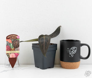 Anthurium Red Velvet Cake '24' x Dark & Handsome '9' by DocBlock®  (wk13-D)