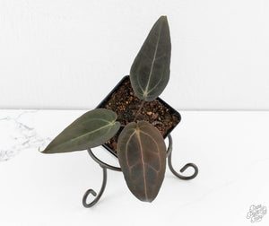 Anthurium Red Velvet Cake '24' x Dark & Handsome '9' by DocBlock®  (wk13-D)