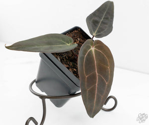 Anthurium Red Velvet Cake '24' x Dark & Handsome '9' by DocBlock®  (wk13-D)