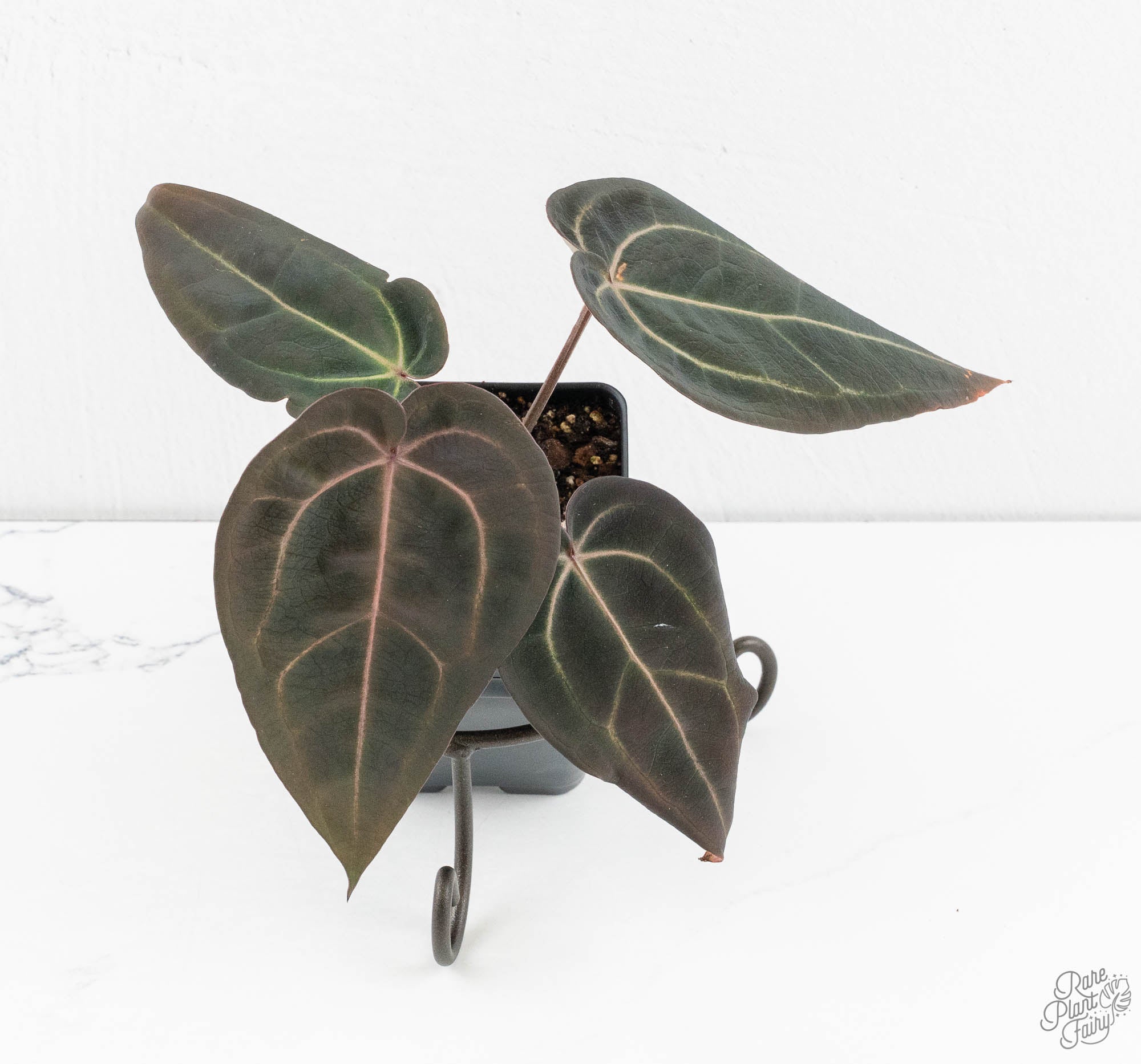 Anthurium Red Velvet Cake '24' x Red Velvet Cake '24' by DocBlock