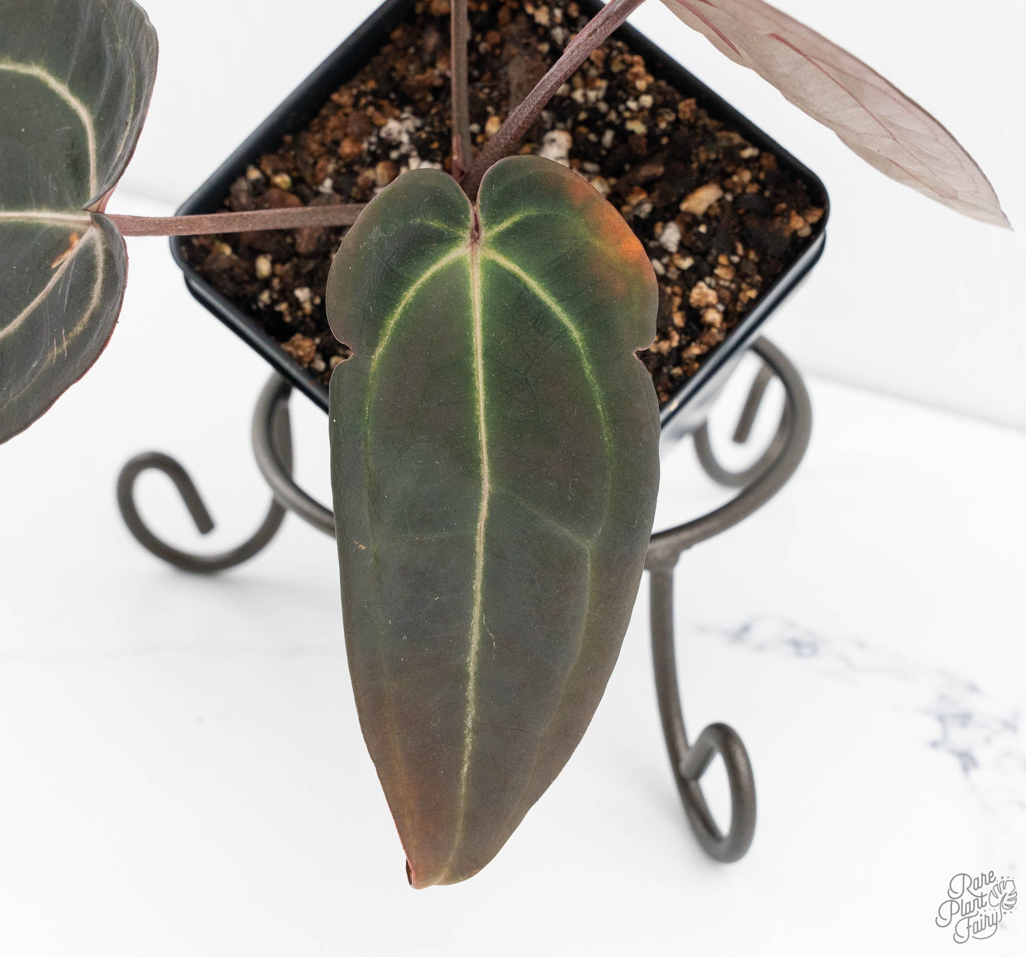 Anthurium Red Velvet Cake '24' x Red Velvet Cake '24' by DocBlock