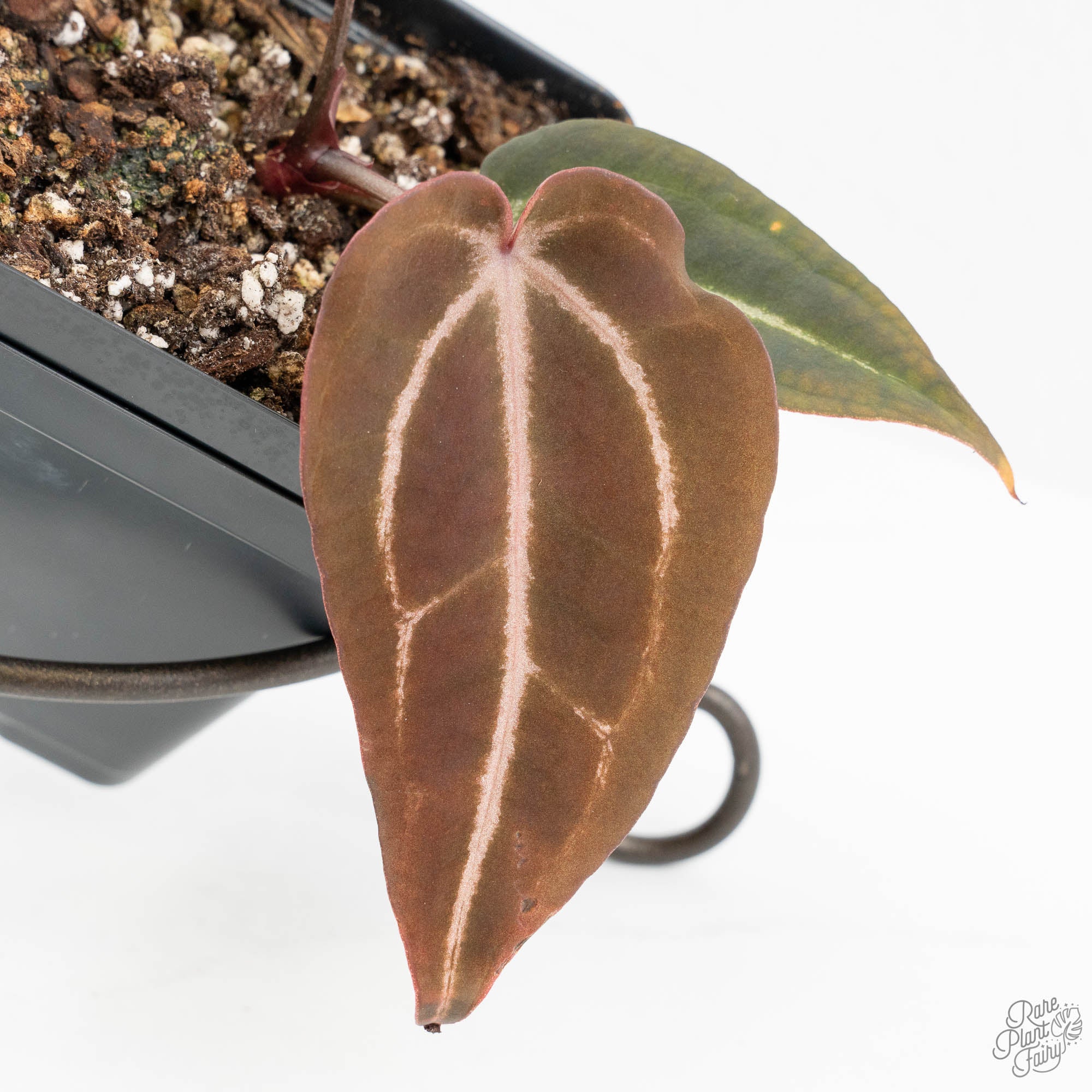 Anthurium Red Velvet Cake '24' x Red Velvet Cake '24' by DocBlock
