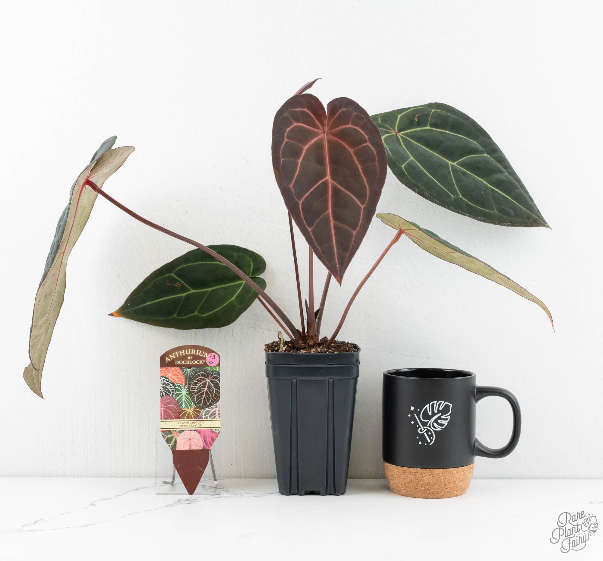 Anthurium Red Velvet Cake '24' x Zara '29' by DocBlock® (wk13-O