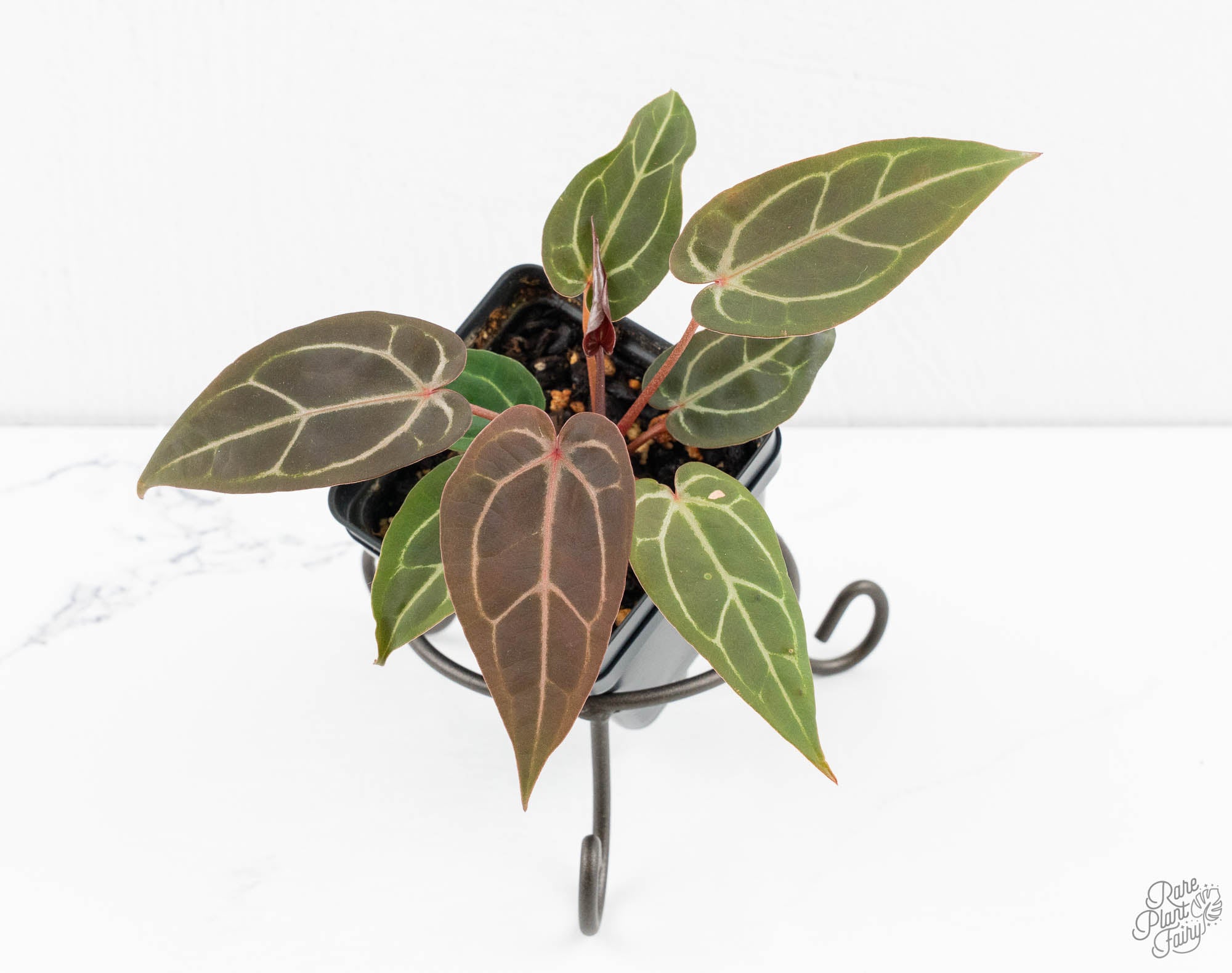 Anthurium Red Velvet Cake '24' x Zara '29' by DocBlock® (wk13-S