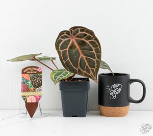 Anthurium Zara '31' x Zara '14' by DocBlock® (wk13-A)