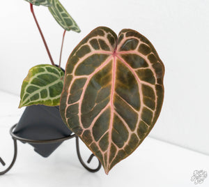 Anthurium Zara '31' x Zara '14' by DocBlock® (wk13-A)