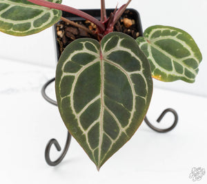 Anthurium Zara '31' x Zara '14' by DocBlock® (wk13-A)