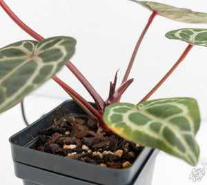 Anthurium Zara '31' x Zara '14' by DocBlock® (wk13-A)