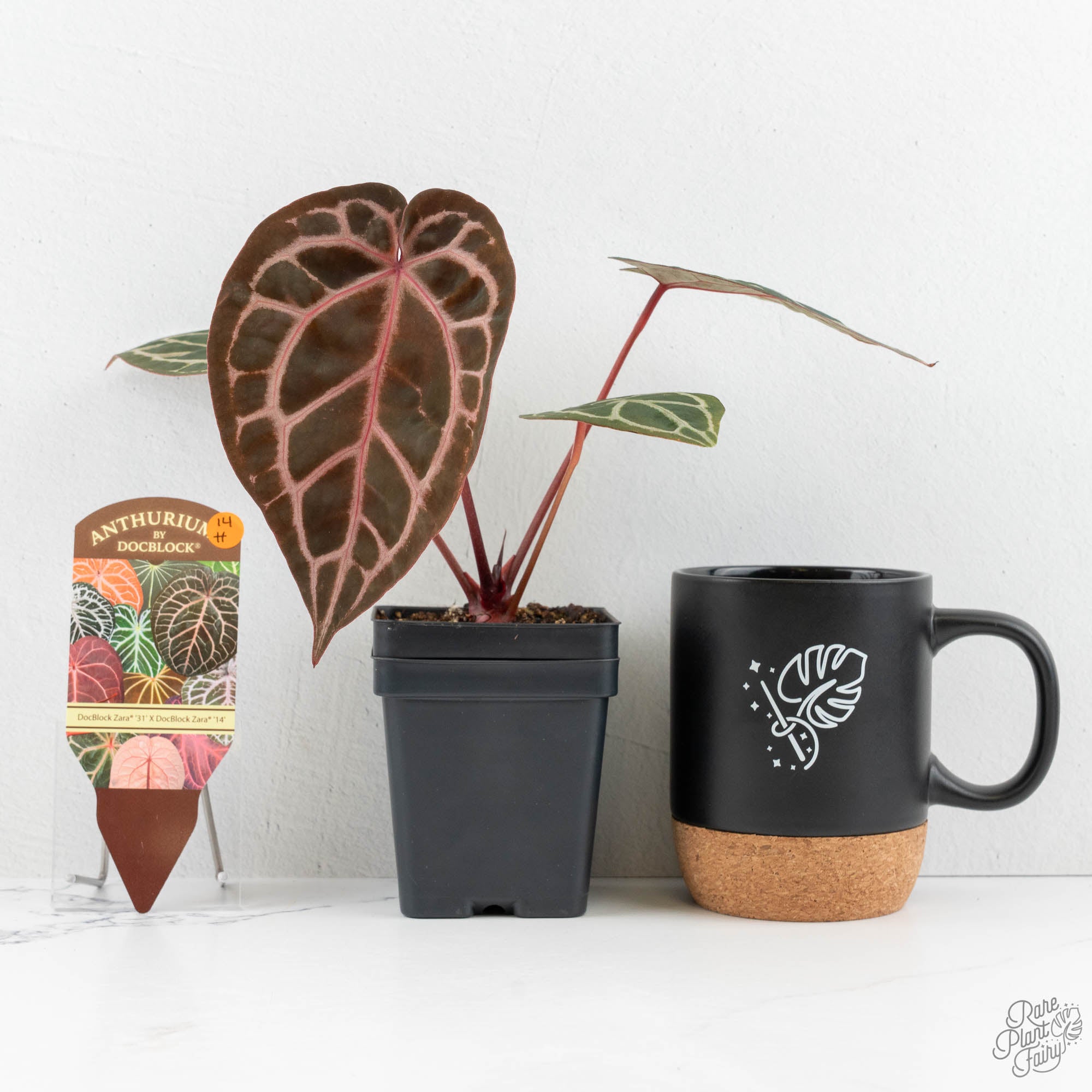 Anthurium Zara '31' x Zara '14' by DocBlock® (wk14-H) – Rare Plant