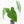 Anthurium 'Canal Queen' (Papillilaminum x Rugulosum) by Jay Vannini (wk19-M)