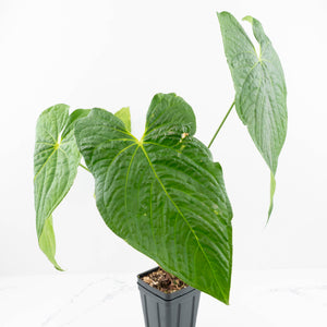 anthurium canal queen Anthurium 'Canal Queen' (Papillilaminum x Rugulosum) by Jay Vannini (wk19-M)
