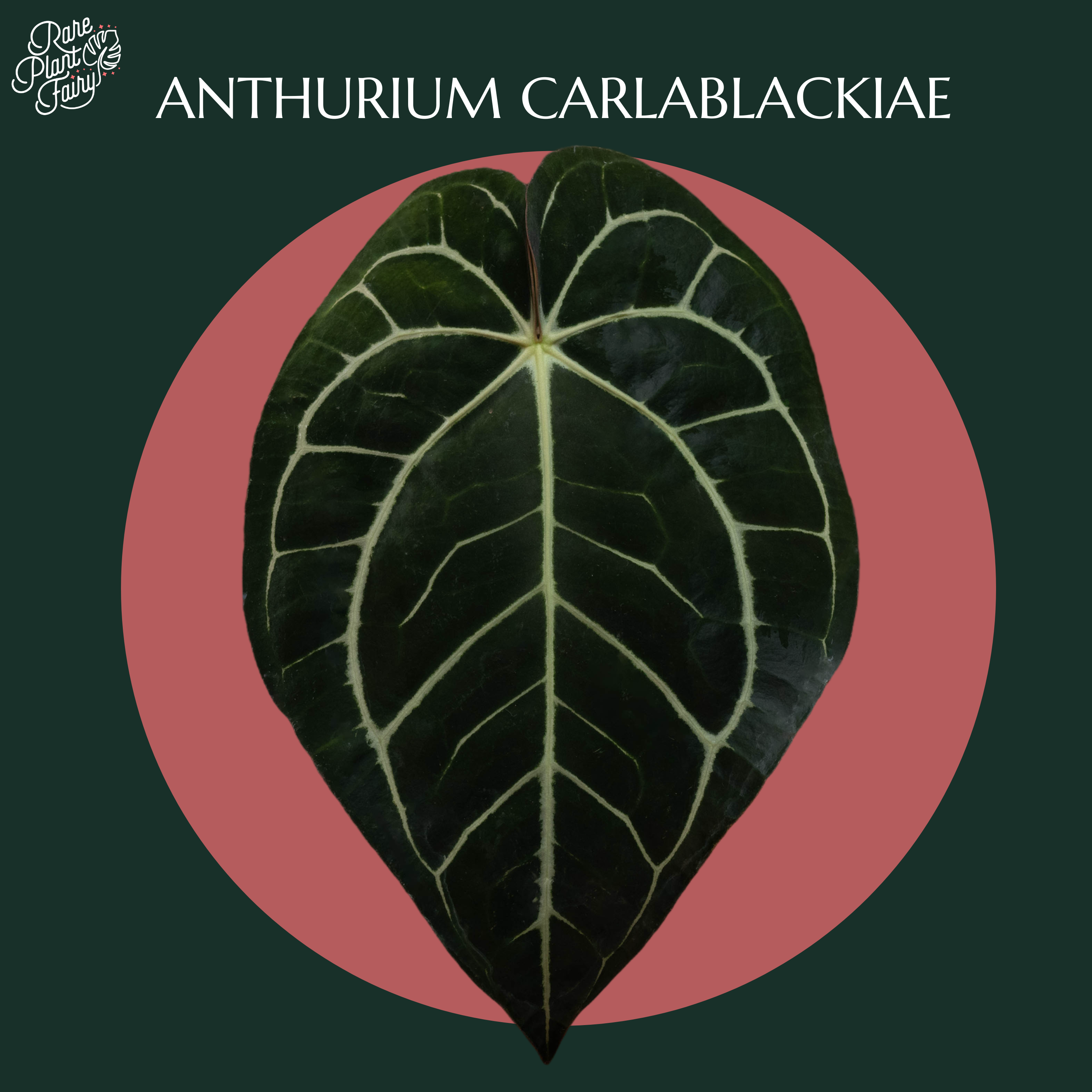 Anthurium Carlablackiae “Carla” *Grower's choice* – Rare Anthurium Carlablackiae “Carla” *Grower's choice* – Rare