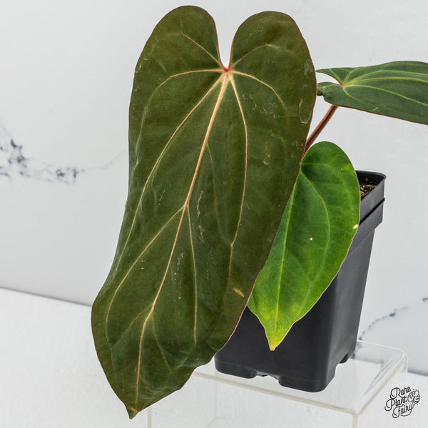 Anthurium Carlablackiae x Kunayalense (wk49-P)