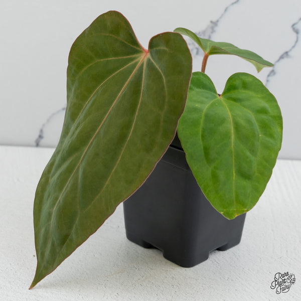Anthurium Carlablackiae x Kunayalense (wk49-R)