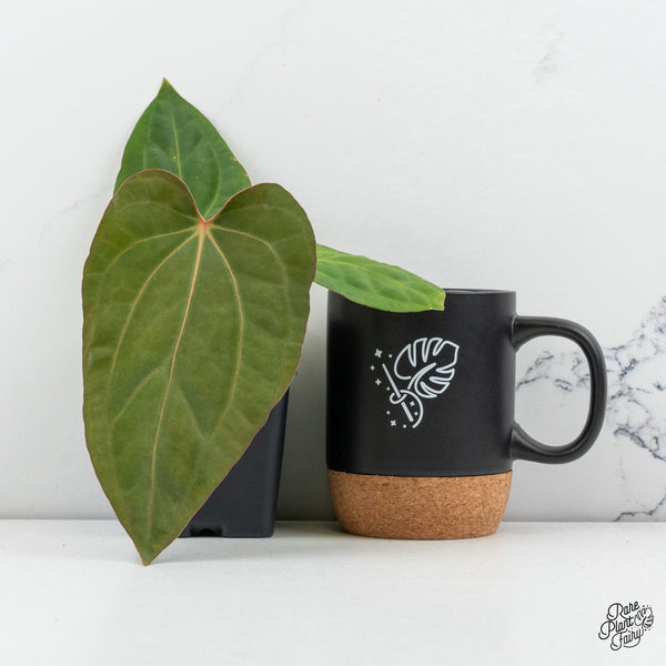 Anthurium Carlablackiae x Kunayalense (wk49-R)