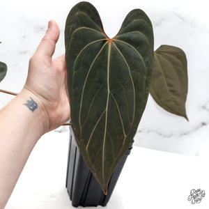 Anthurium 'Carlablackiae' x 'Papillilaminum' (wk45-C)