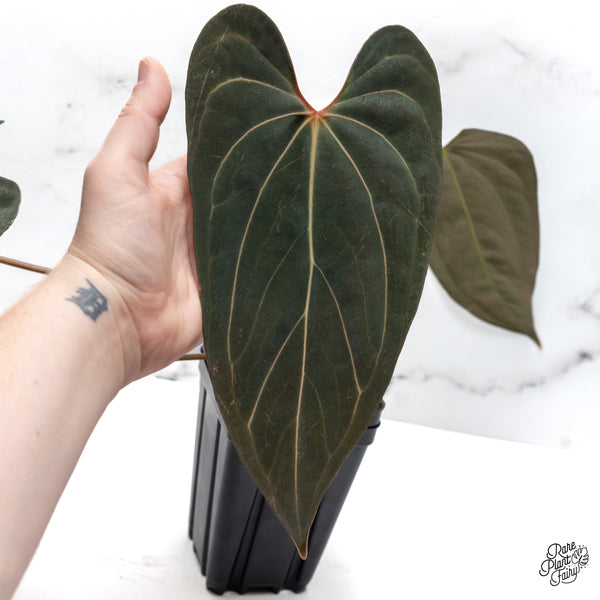 Anthurium 'Carlablackiae' x 'Papillilaminum' (wk45-C)