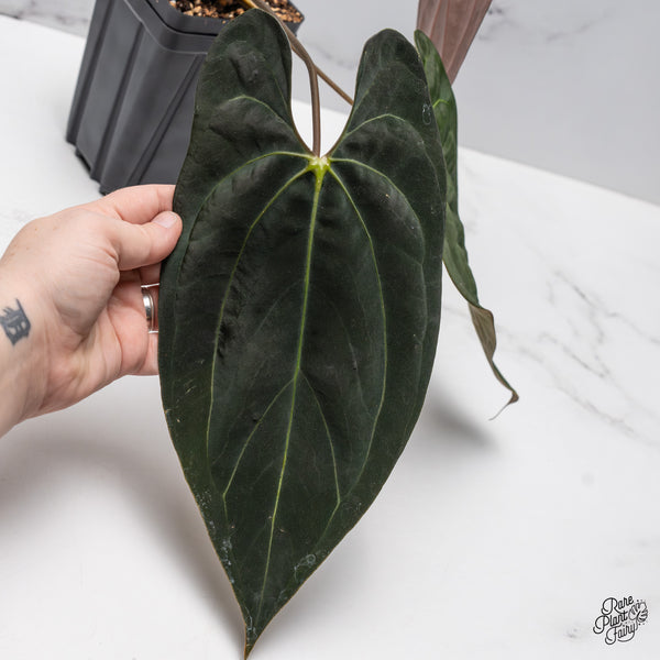 Anthurium 'Carlablackiae' x 'Papillilaminum' (wk45-C)