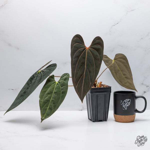 Anthurium 'Carlablackiae' x 'Papillilaminum' (wk45-C)