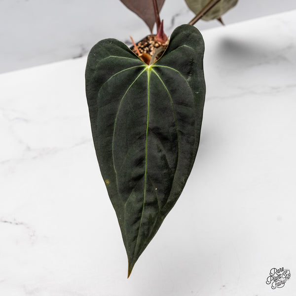 Anthurium 'Carlablackiae' x 'Papillilaminum' (wk45-C)