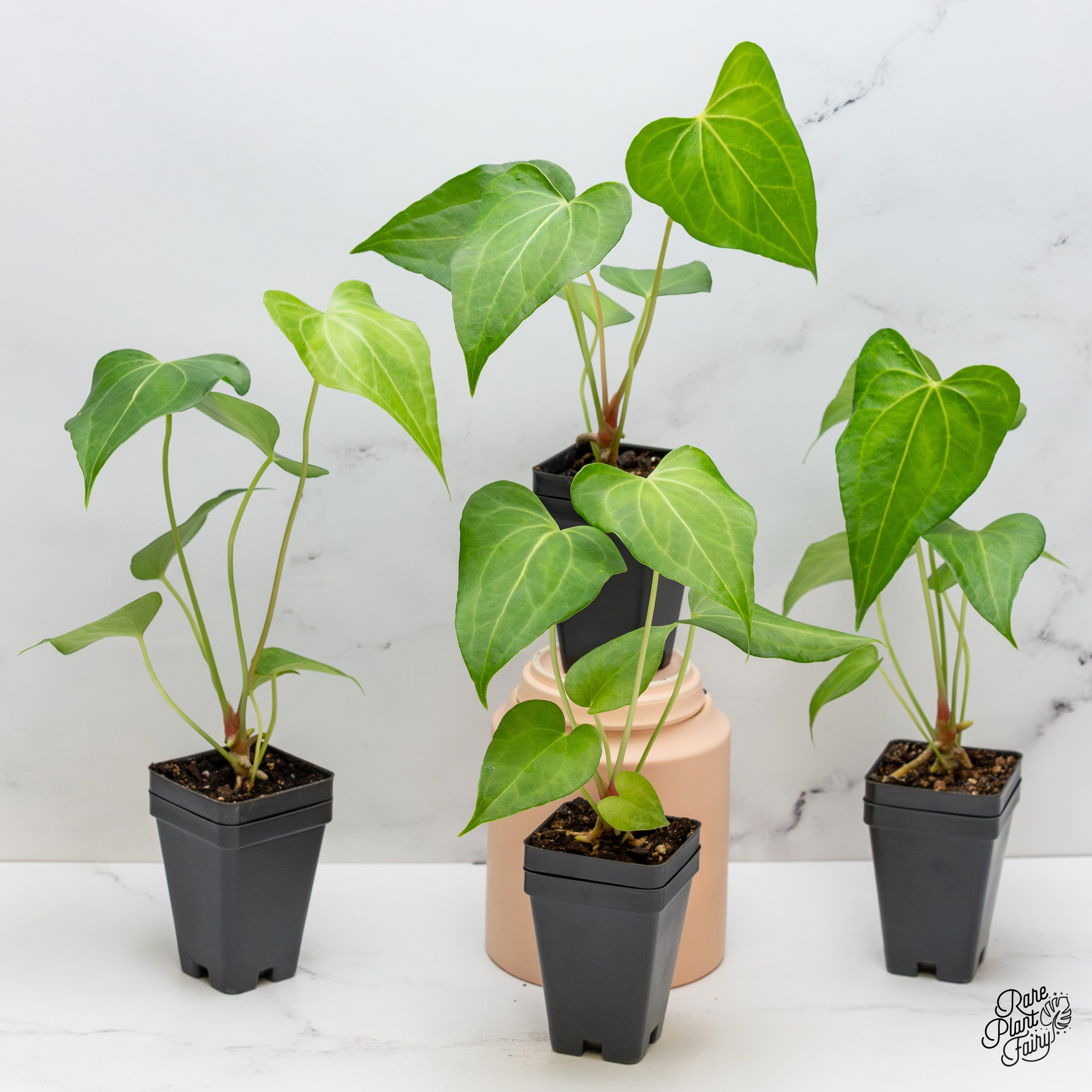 anthurium pedatoradiatum indoors Anthurium 'clarinervium x pedatoradiatum' *Grower's Choice*