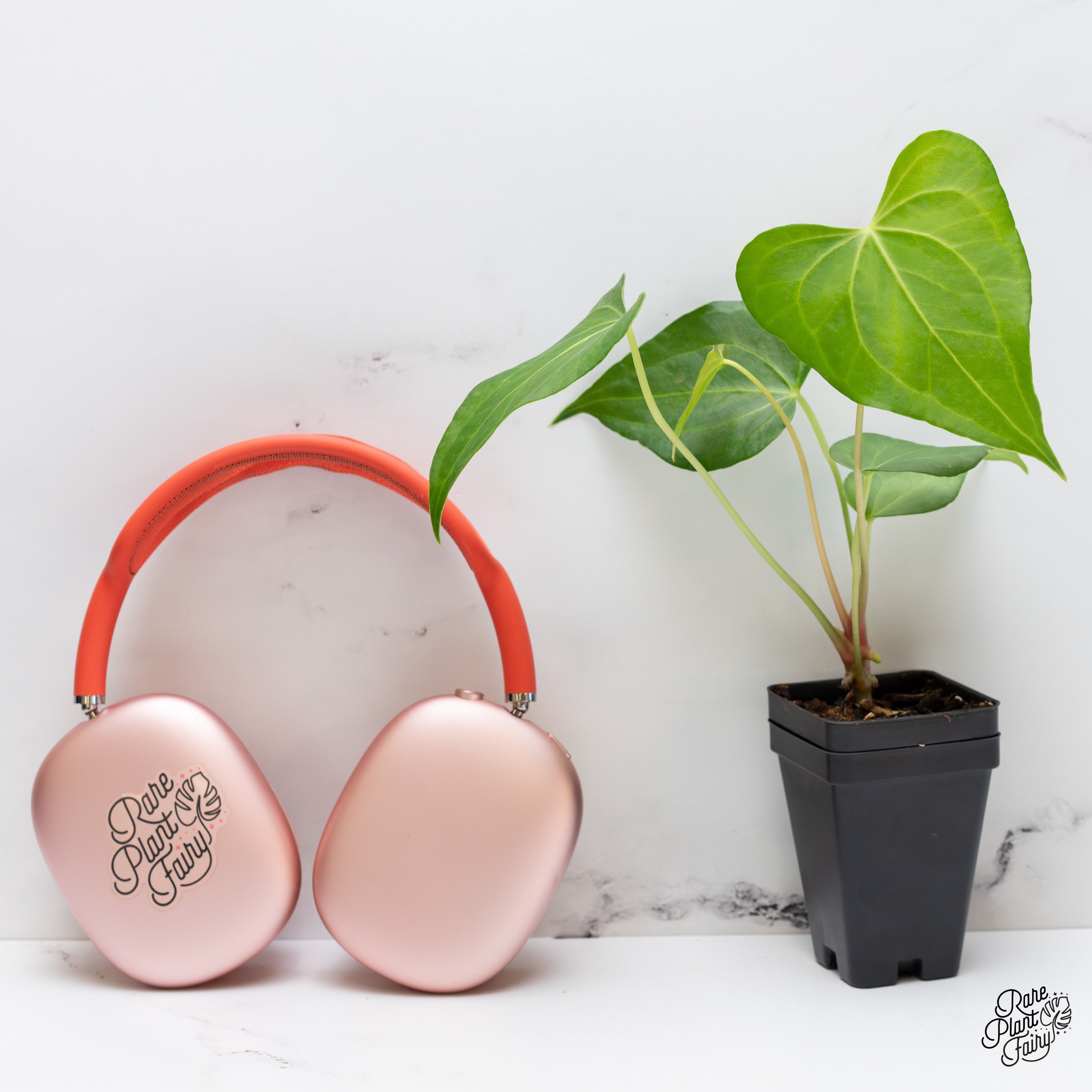 anthurium pedatoradiatum & 39 Anthurium 'clarinervium x pedatoradiatum' *Grower's Choice*