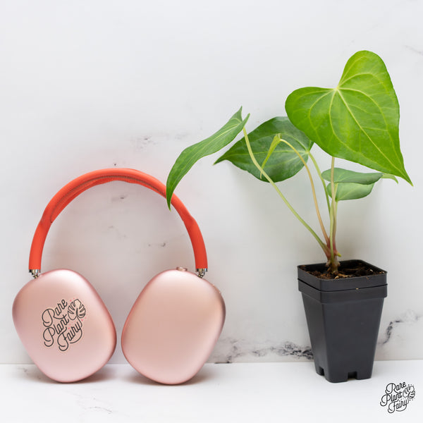 Anthurium 'clarinervium x pedatoradiatum' *Grower's Choice*