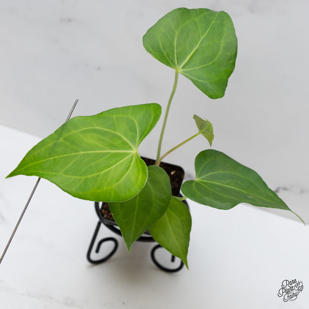anthurium clarinervium united states Anthurium 'clarinervium x pedatoradiatum' *Grower's Choice* – Rare Plant Fairy