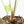 Anthurium clarinervium x pedatoradiatum (wk21-N)