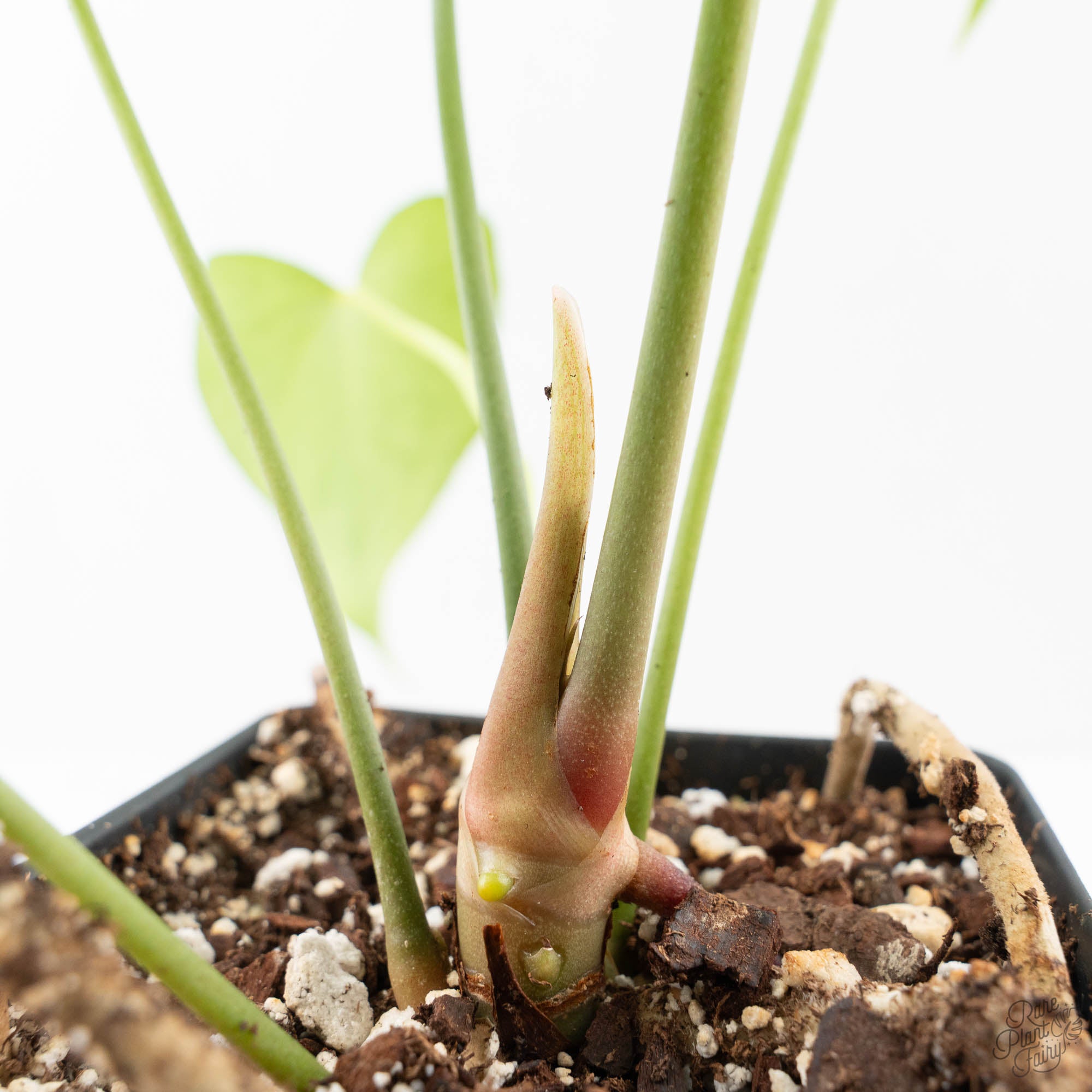 anthurium pedatoradiatum soil Anthurium clarinervium x pedatoradiatum (wk21-N)