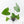 Anthurium clarinervium x pedatoradiatum (wk21-N)
