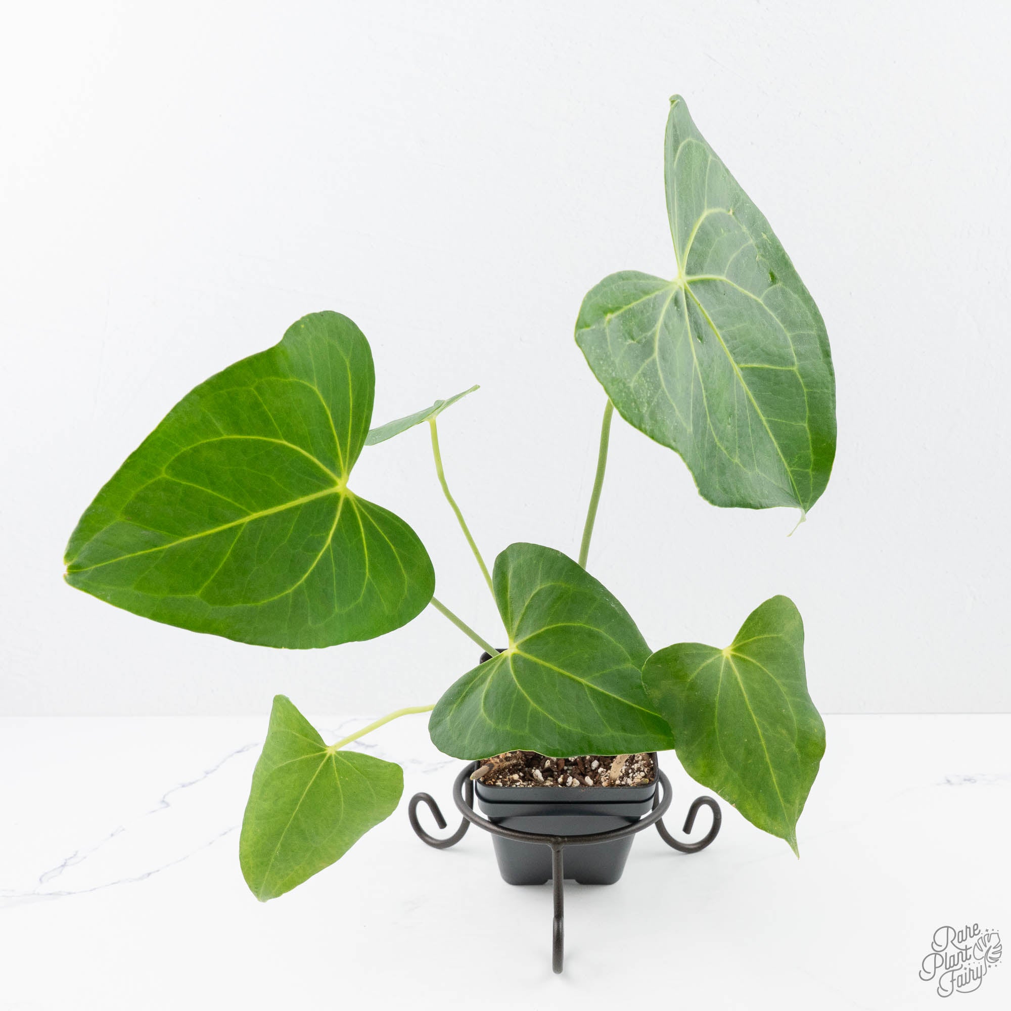 anthurium pedatoradiatum rare Anthurium clarinervium x pedatoradiatum (wk21-N)