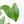 Anthurium clarinervium x pedatoradiatum (wk21-N)