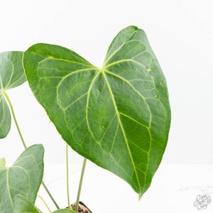 Anthurium clarinervium x pedatoradiatum (wk21-N)