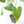 Anthurium clarinervium x pedatoradiatum (wk21-N)