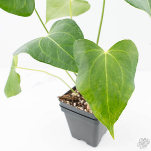Anthurium clarinervium x pedatoradiatum (wk21-N)