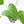 Anthurium clarinervium x pedatoradiatum (wk21-N)
