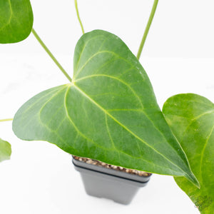 Anthurium clarinervium x pedatoradiatum (wk21-N)