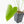 Anthurium clarinervium x pedatoradiatum (wk21-N)