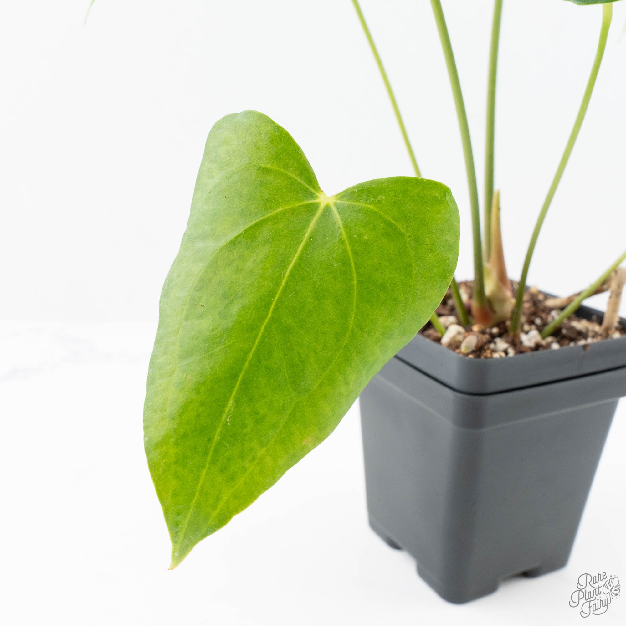 anthurium clarinervium x Anthurium clarinervium x pedatoradiatum (wk21-N)