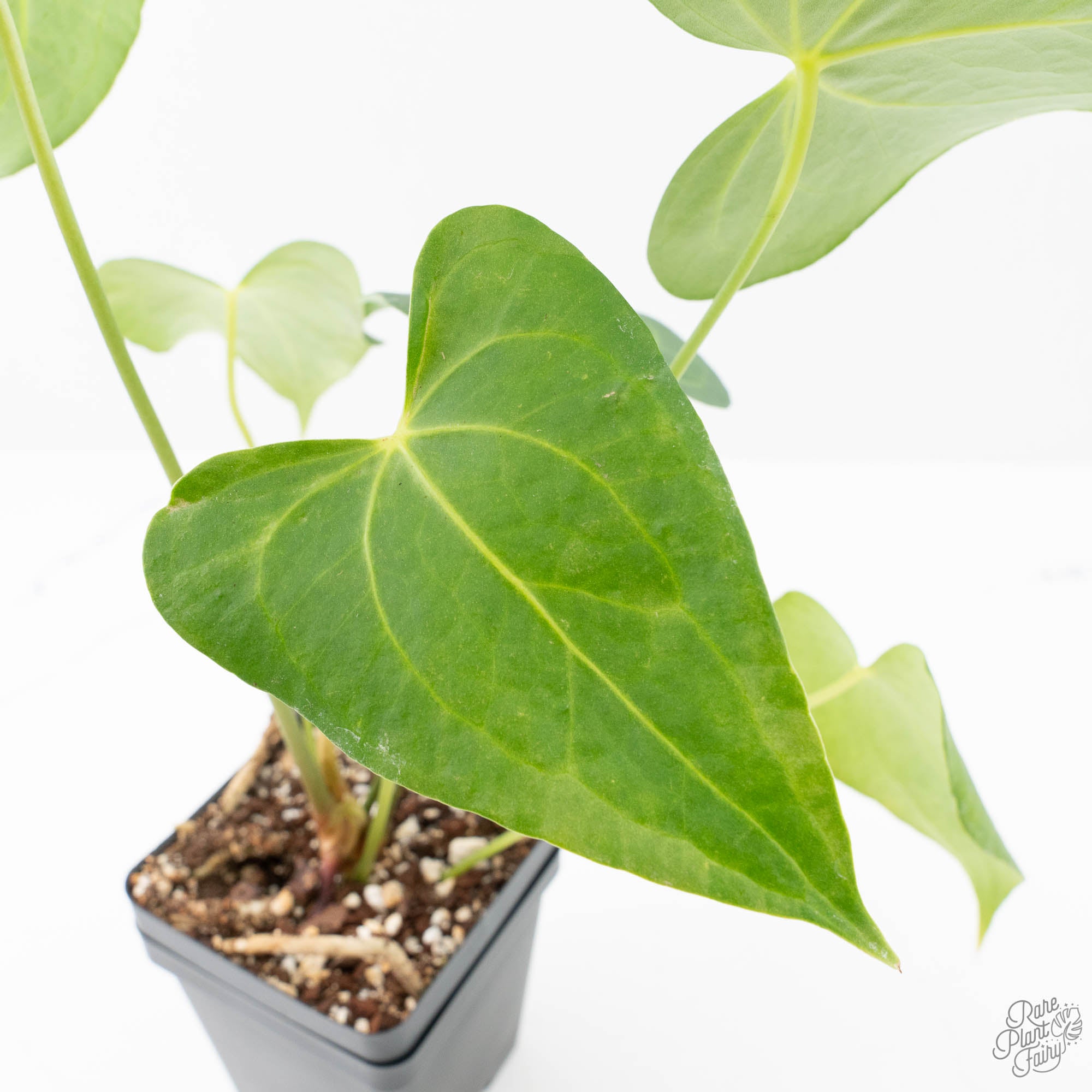 anthurium pedatoradiatum rare Anthurium clarinervium x pedatoradiatum (wk21-N)